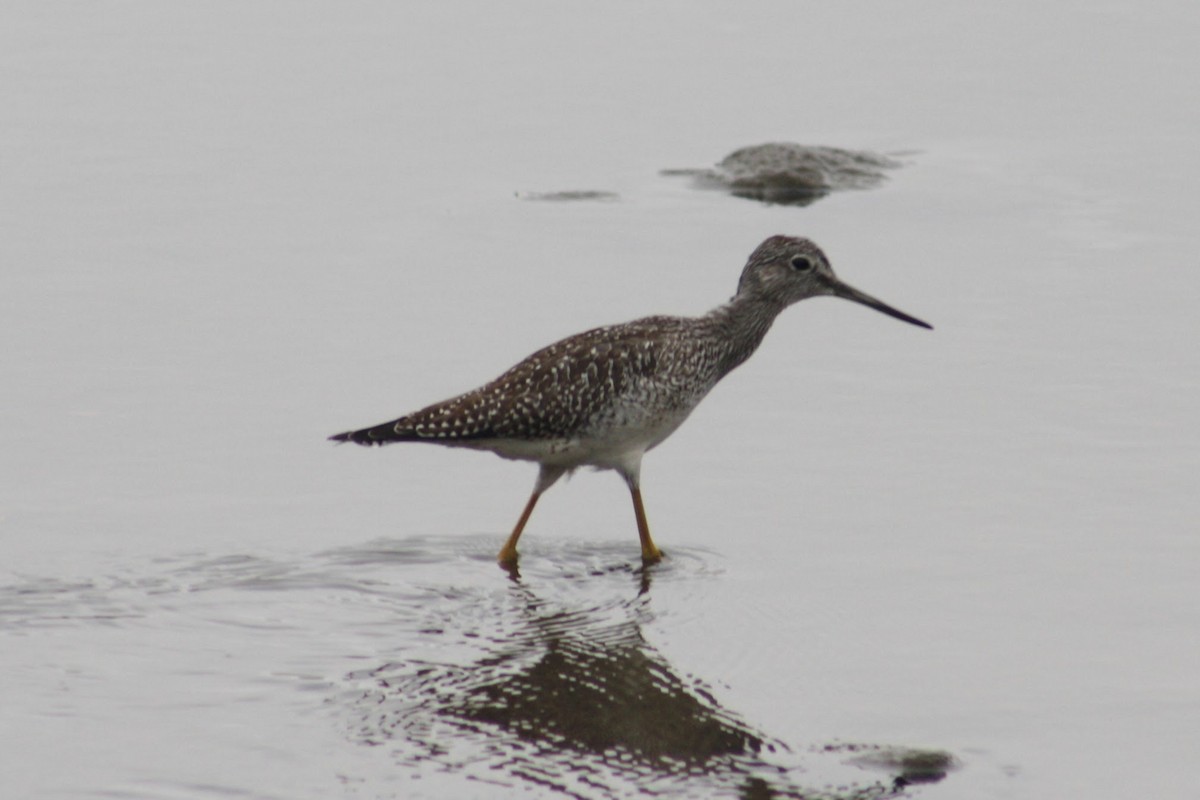 Greater Yellowlegs - ML640818401