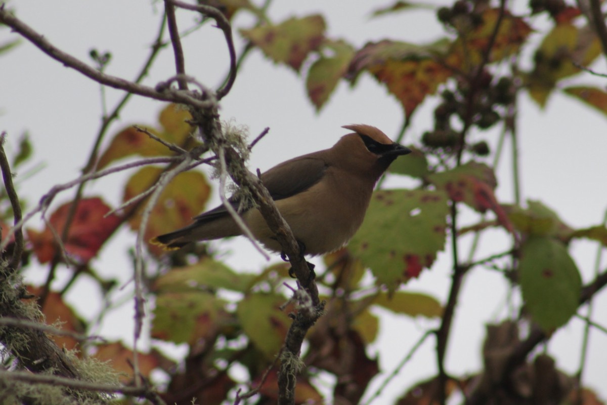 Cedar Waxwing - ML640818406