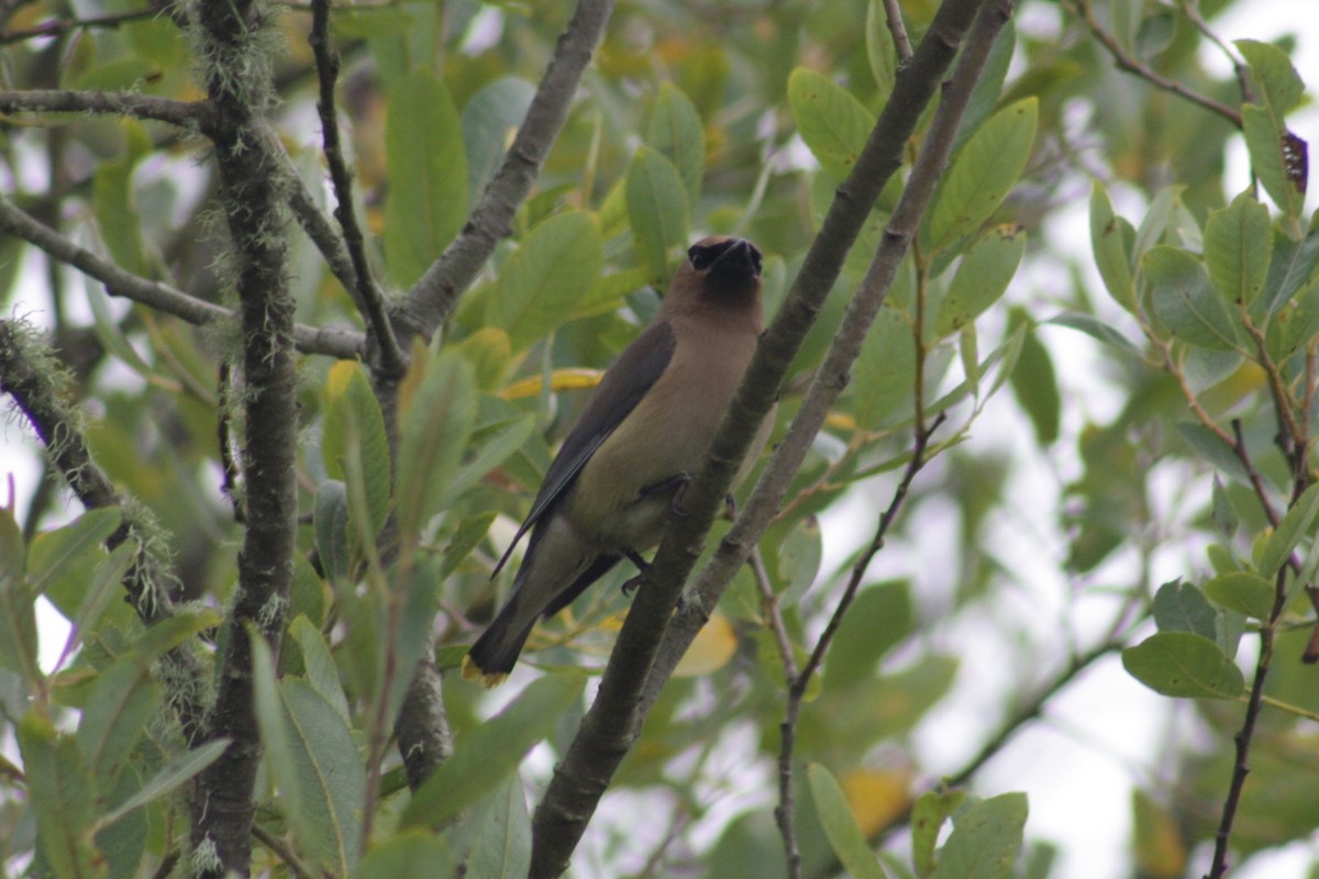 Cedar Waxwing - ML640818407