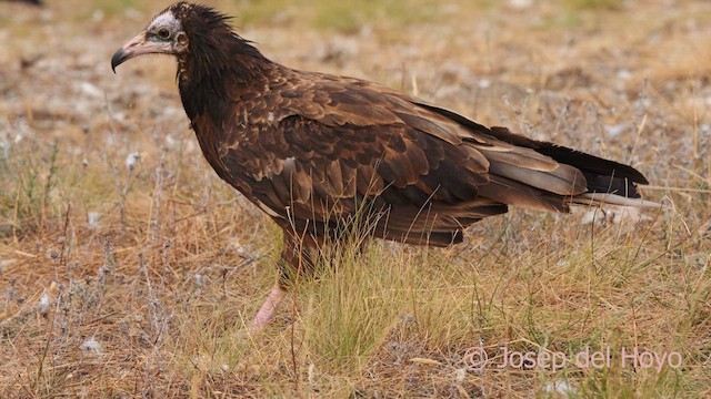 Дэлт ёл - ML640818478