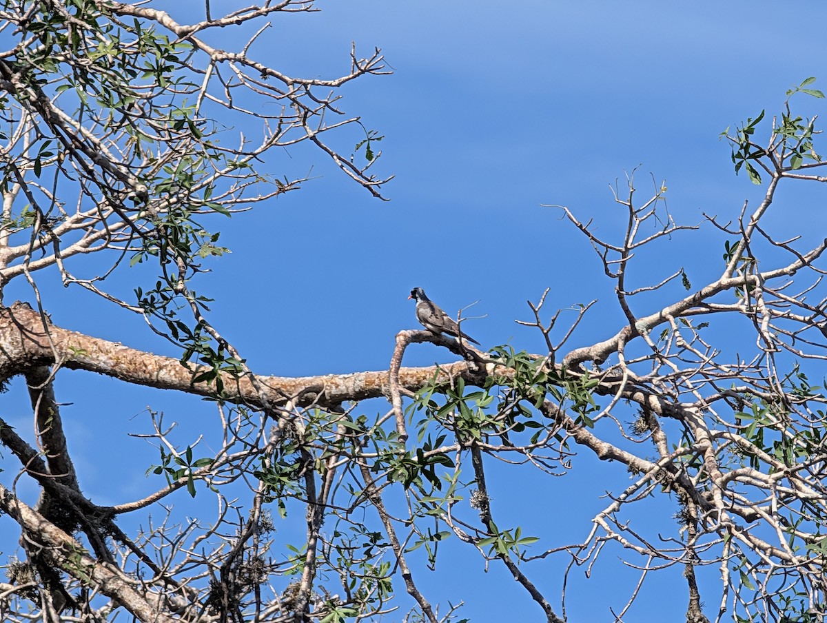 Namaqua Dove - ML640818534