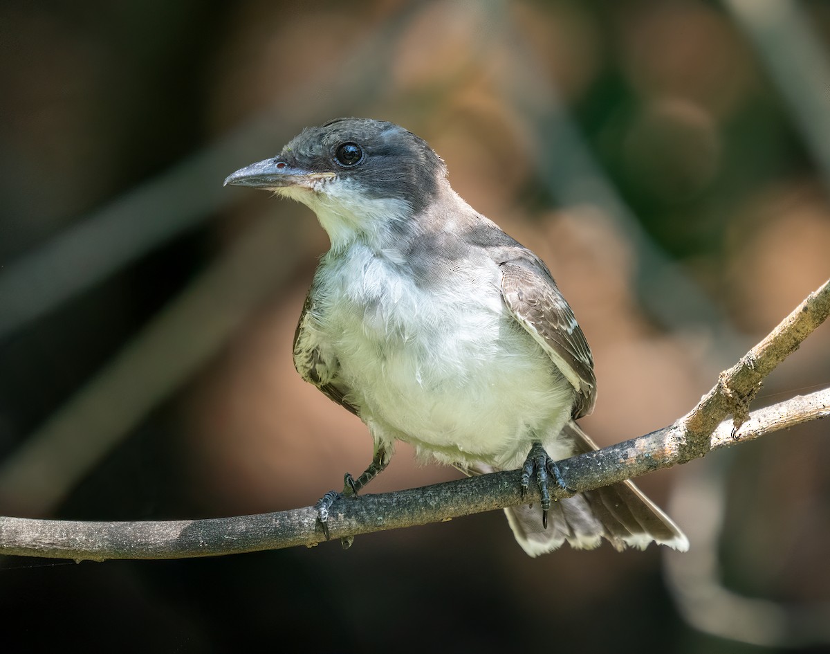 Eastern Kingbird - ML640818561