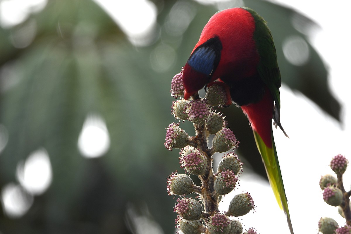 Stella's Lorikeet - ML640818568