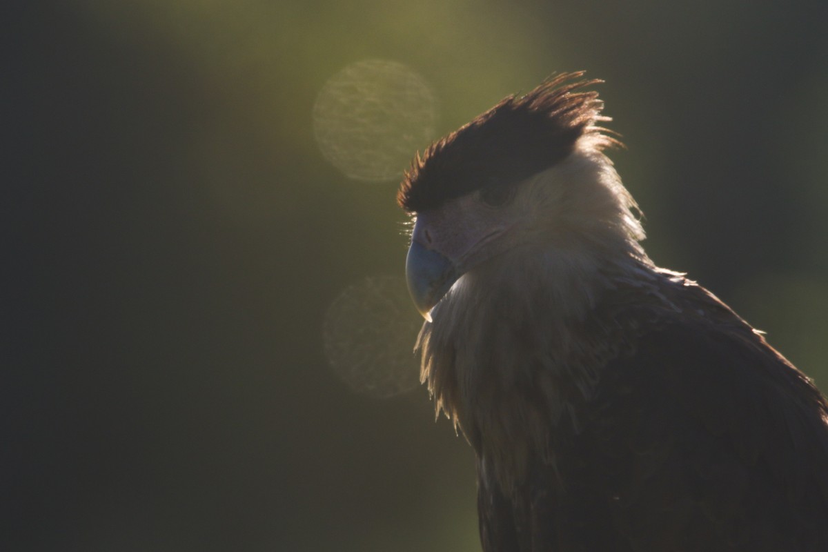Crested Caracara - ML640818578