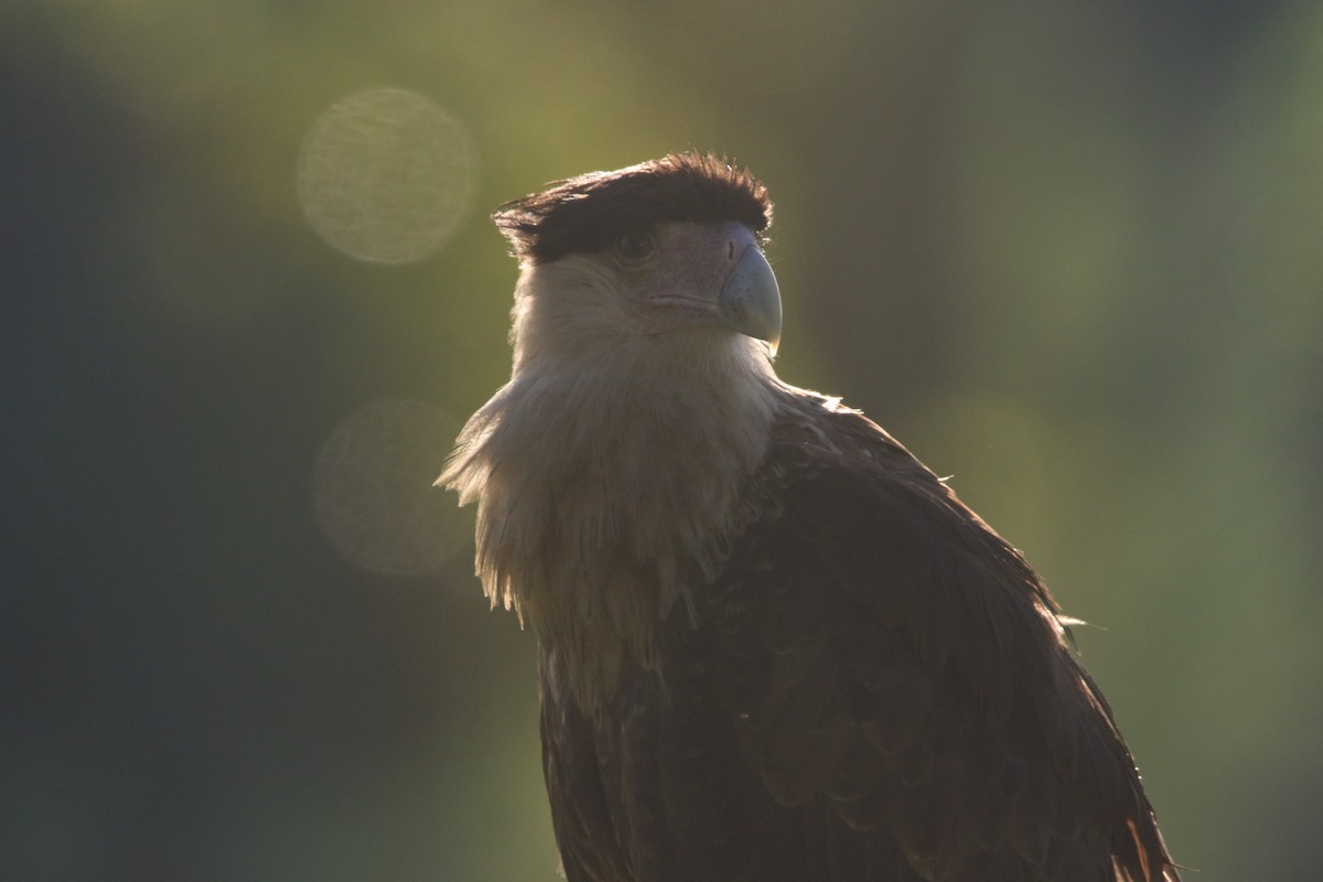 Crested Caracara - ML640818579