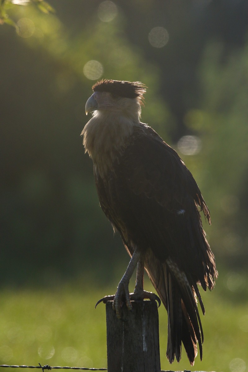 Crested Caracara - ML640818580