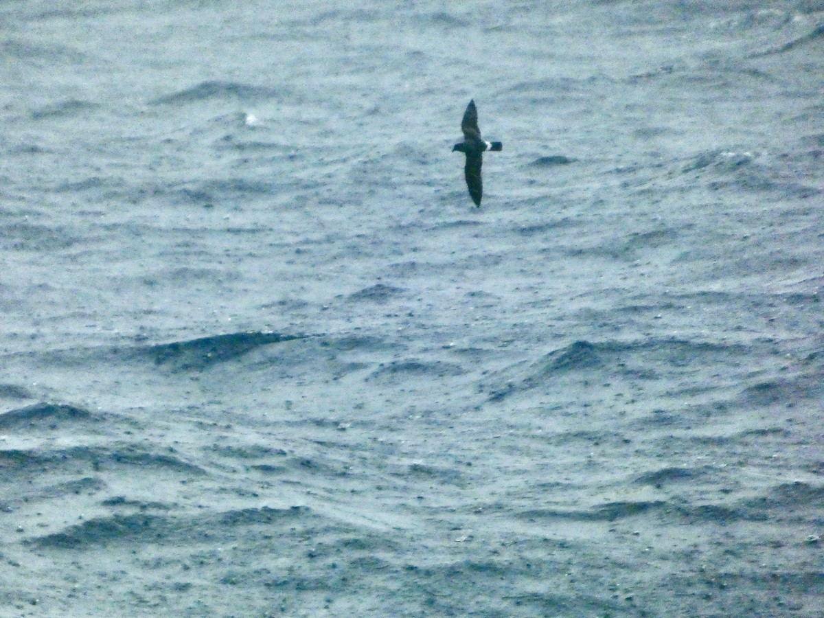 Band-rumped Storm-Petrel (Grant's) - ML640818598