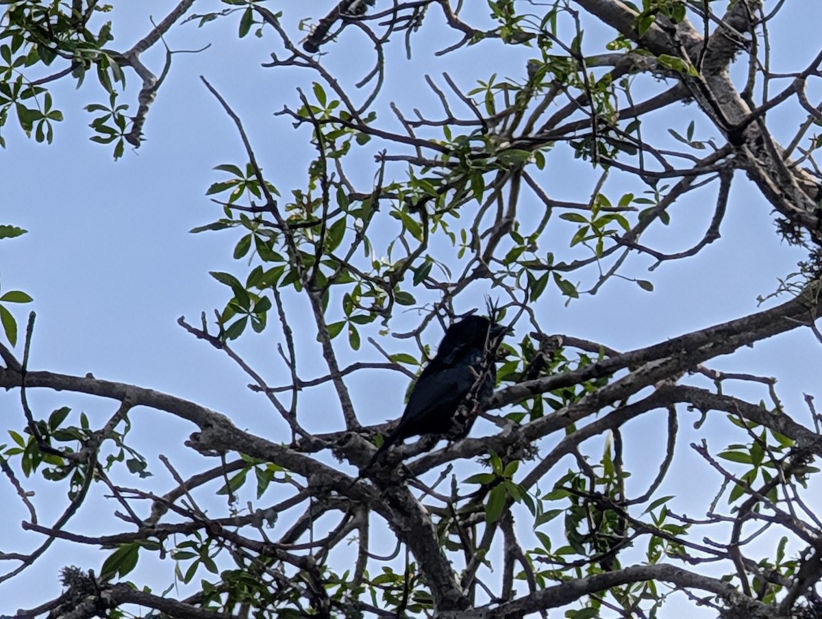 Crested Drongo (Madagascar) - ML640818639