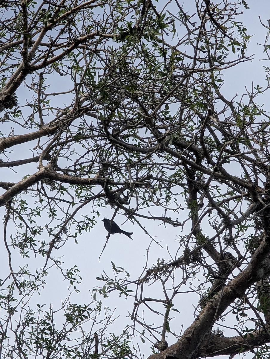 Crested Drongo (Madagascar) - ML640818640