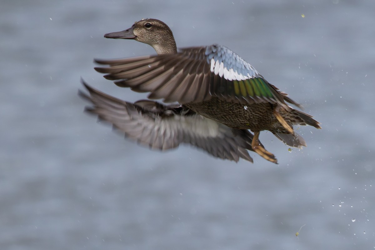 Blue-winged Teal - ML640818657