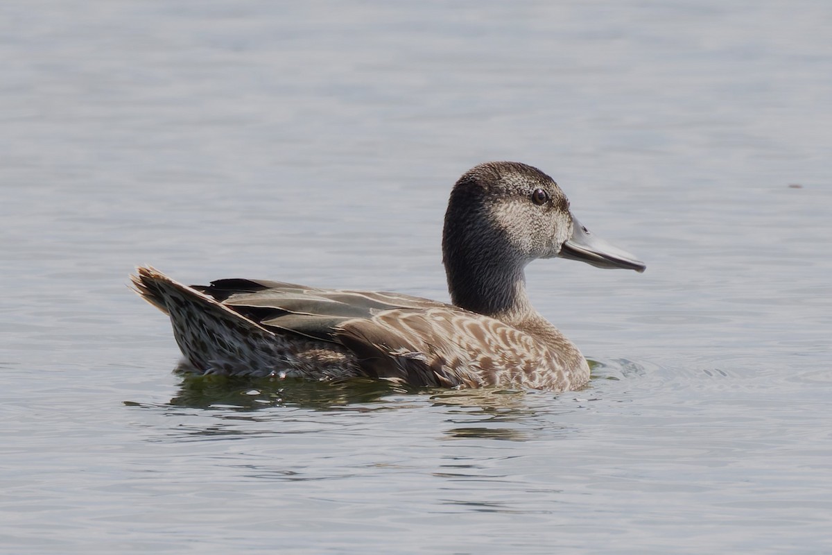 Blue-winged Teal - ML640818658