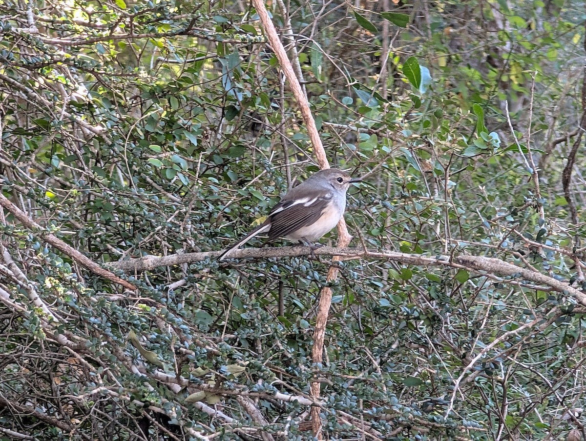 Madagascar Magpie-Robin - ML640818694