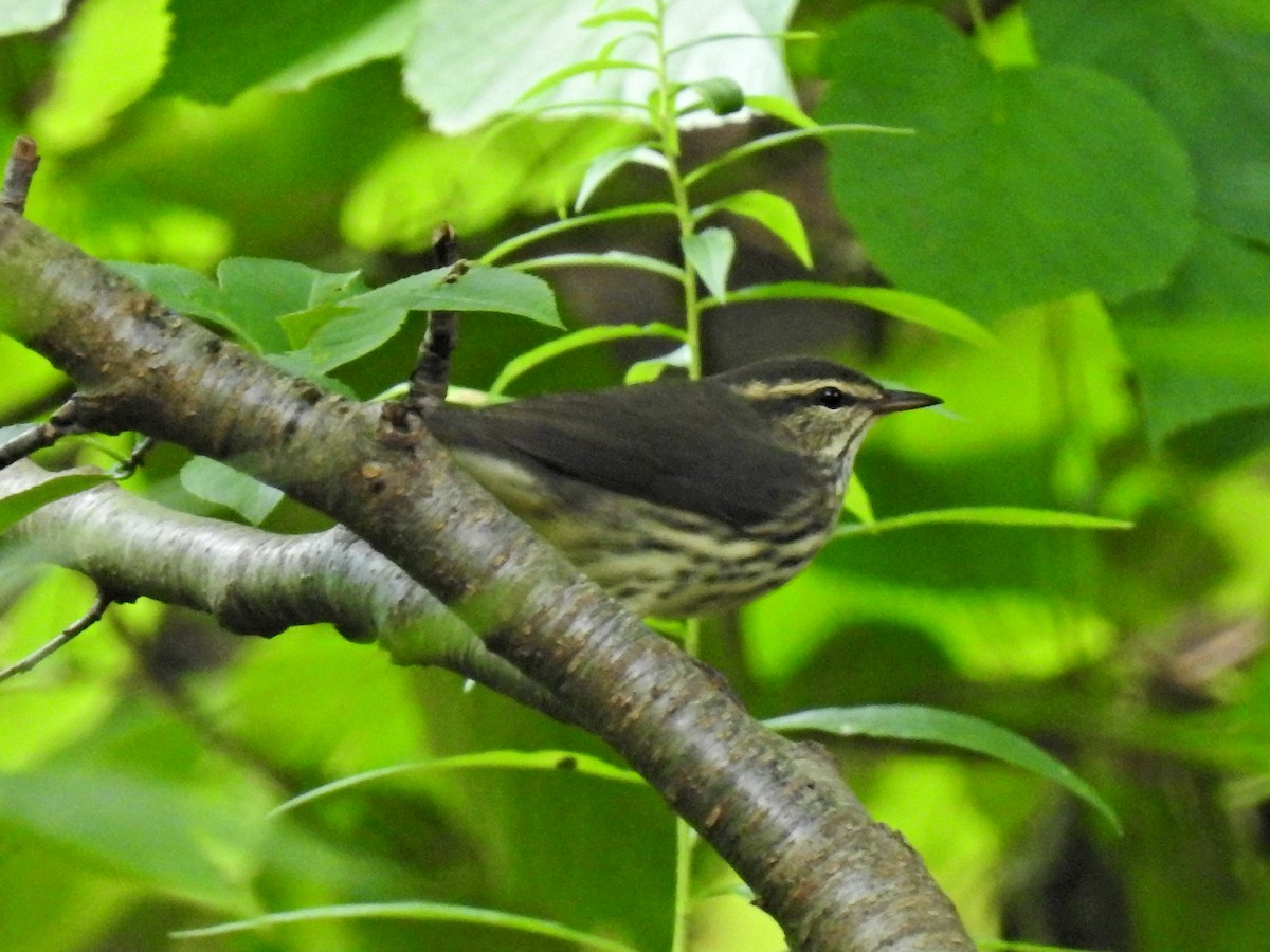 Northern Waterthrush - ML640818743