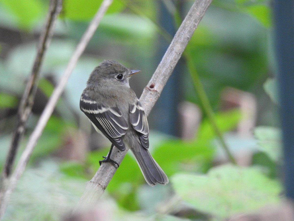 Least Flycatcher - ML640818750