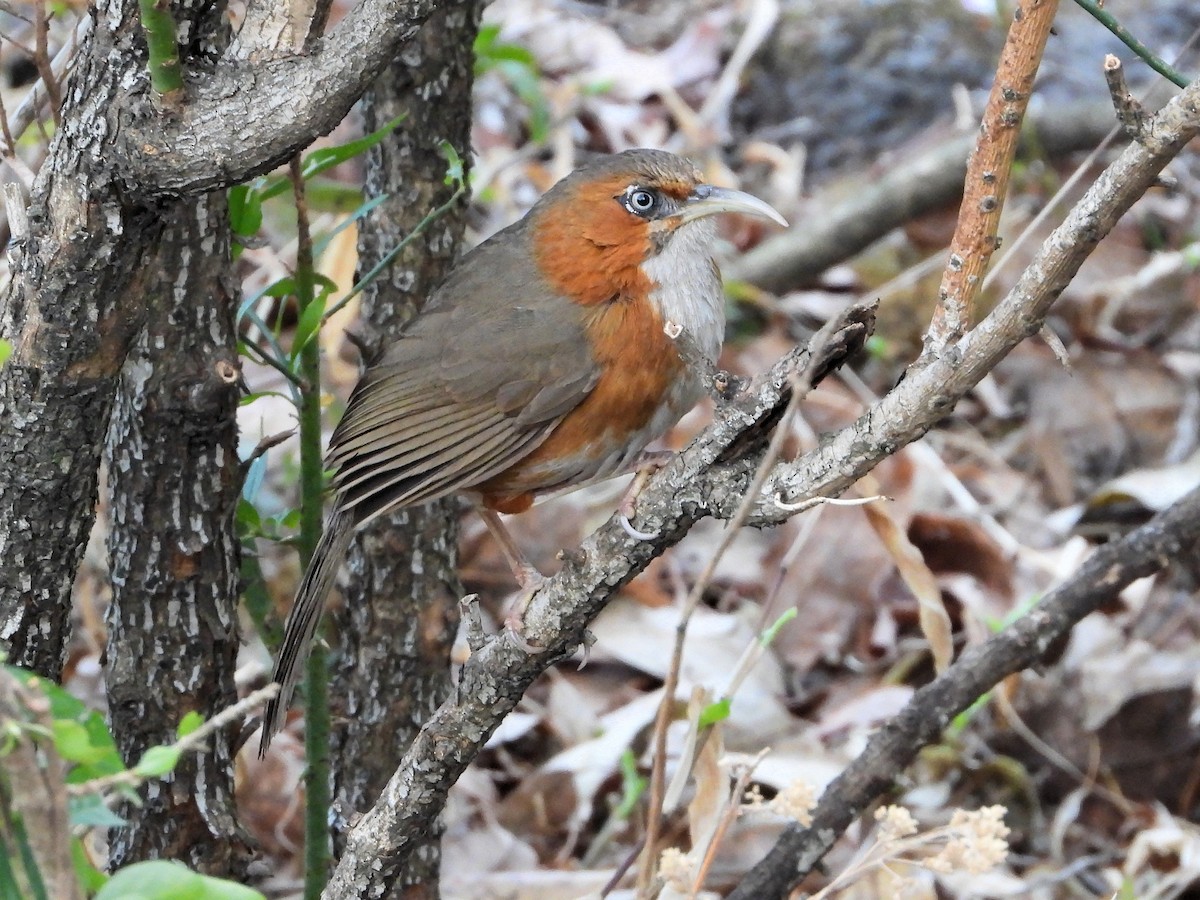 Rusty-cheeked Scimitar-Babbler - ML640818783