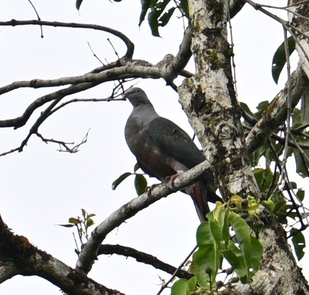 Spotted Imperial-Pigeon - ML640818799