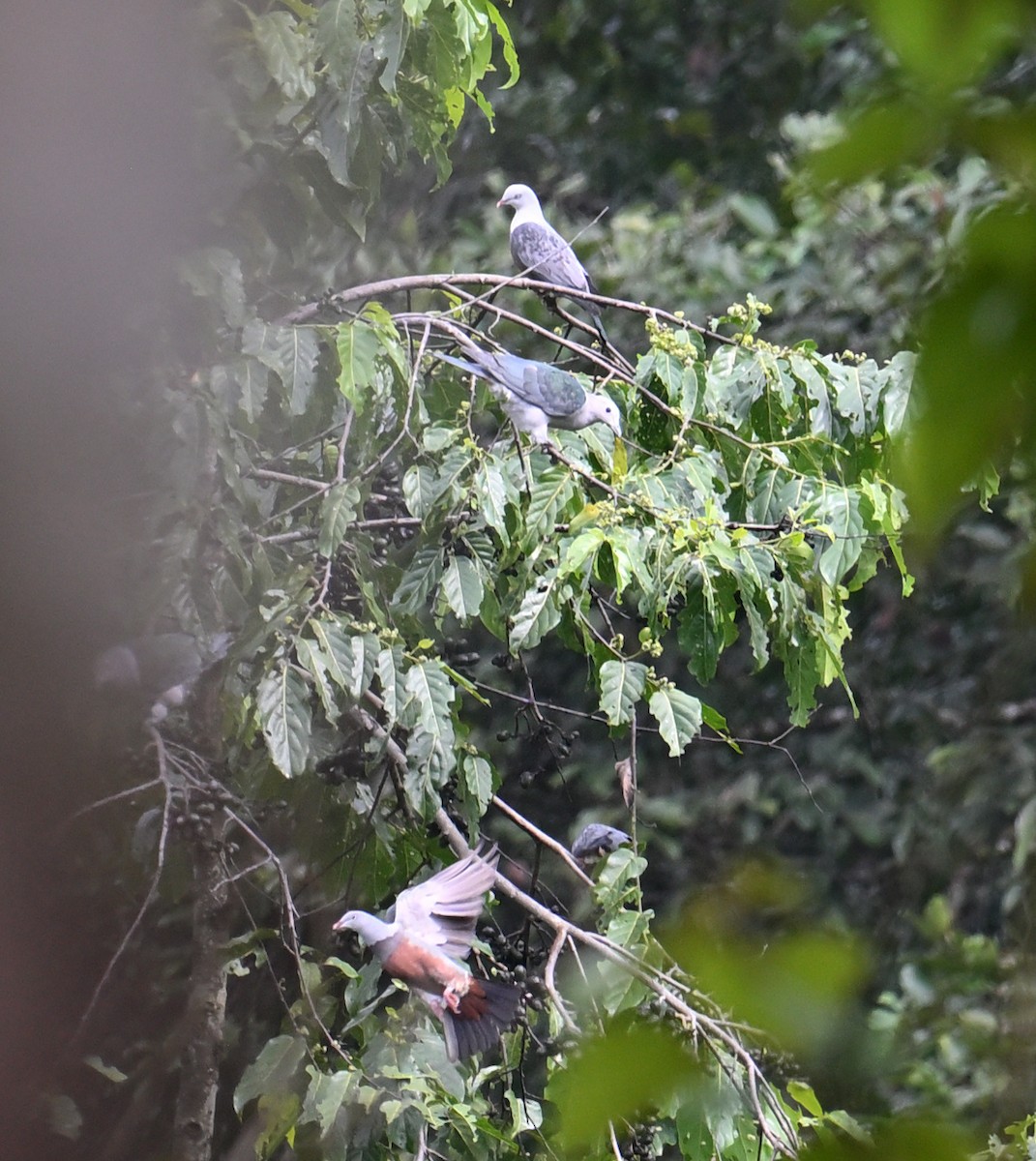 Spotted Imperial-Pigeon - ML640818800
