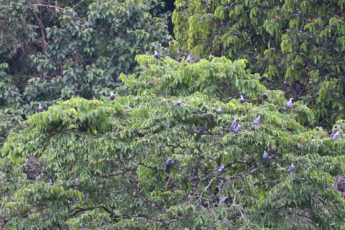 Spotted Imperial-Pigeon - ML640818801