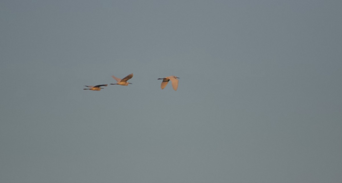 לבנית אמריקנית - ML640818813