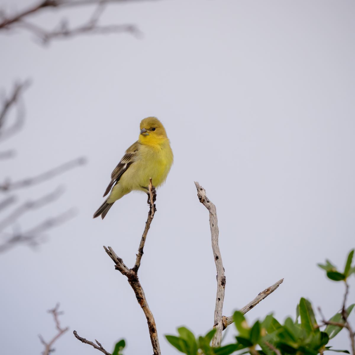 Lesser Goldfinch - ML640818830