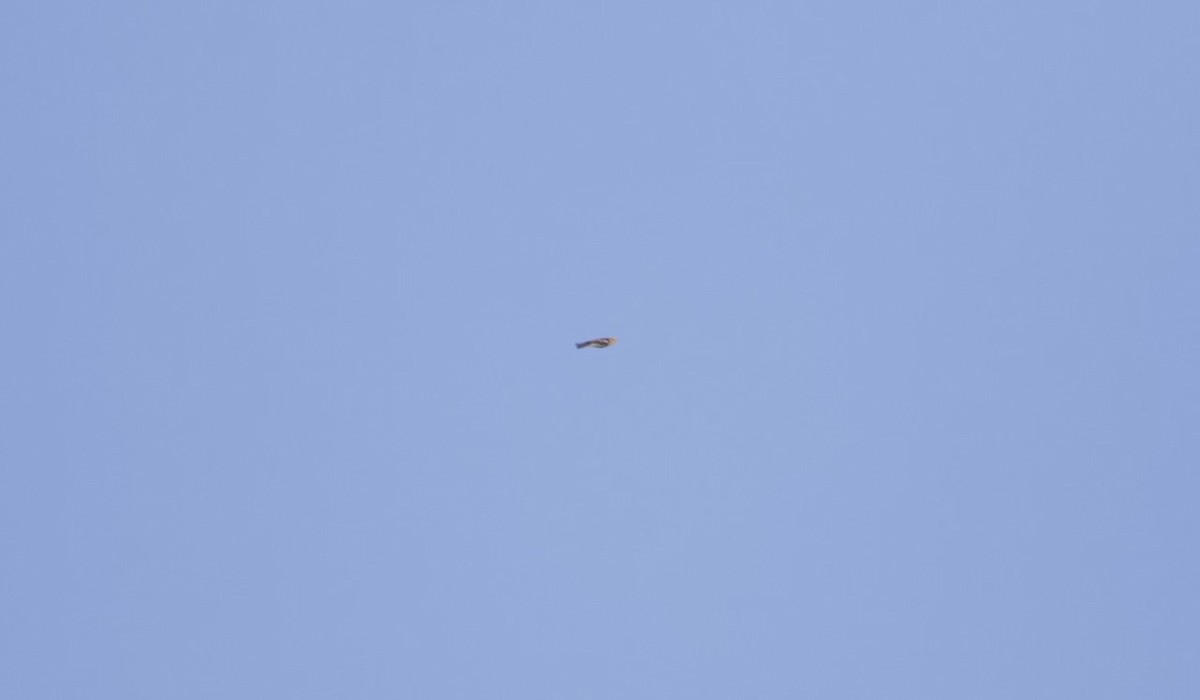 סבכון כתום-גרון - ML640818837