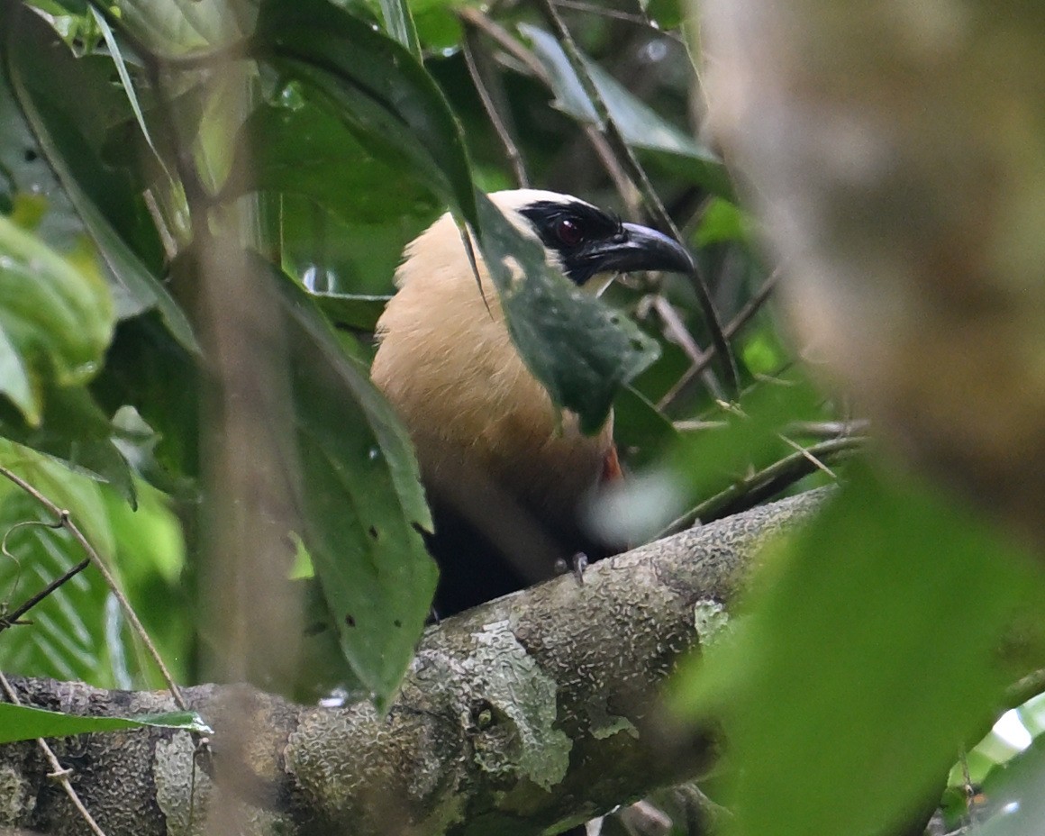 Black-faced Coucal - ML640818839