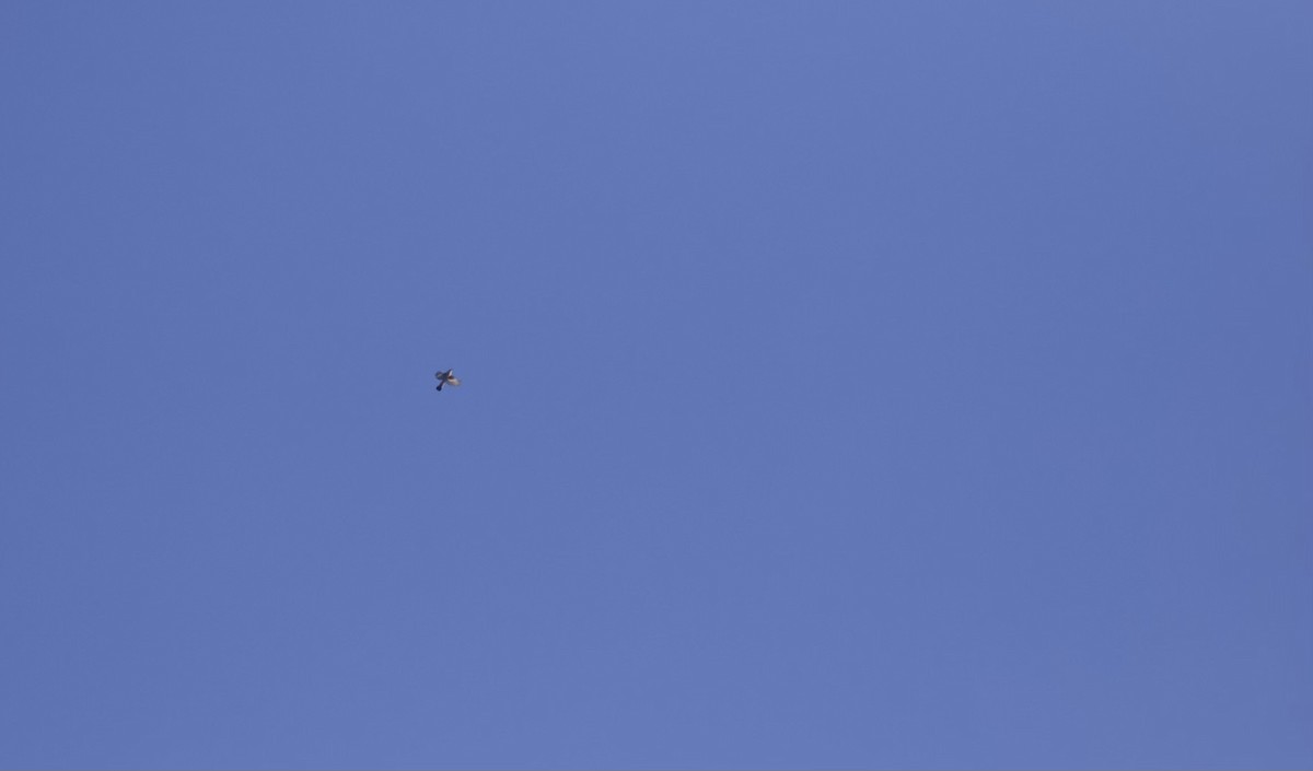 סבכון חכלילי - ML640818848