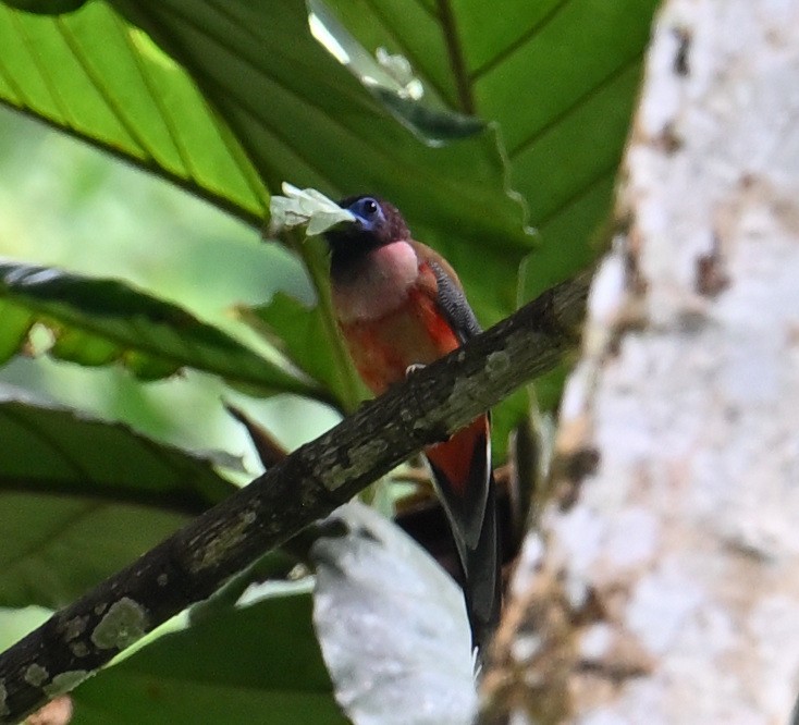 Philippine Trogon - ML640818865