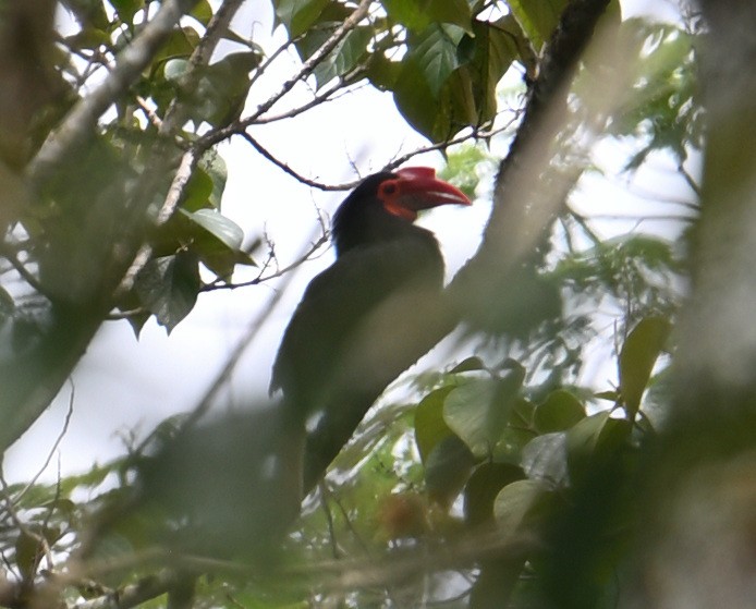 Writhed Hornbill - ML640818871