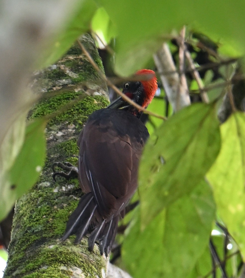 White-bellied Woodpecker - ML640818889