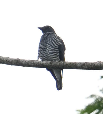 Mindanao Cuckooshrike - ML640818894