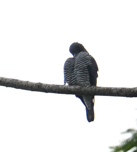 Mindanao Cuckooshrike - ML640818895