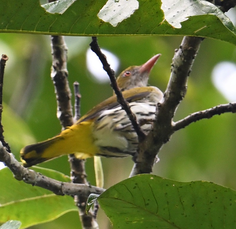 Philippine Oriole - ML640818908