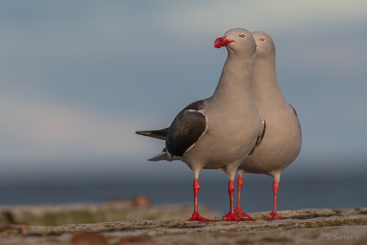 Dolphin Gull - ML640818911
