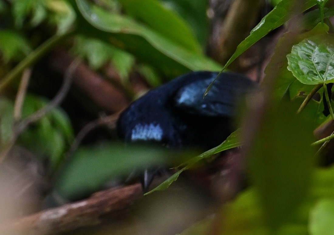 Short-tailed Drongo - ML640818926