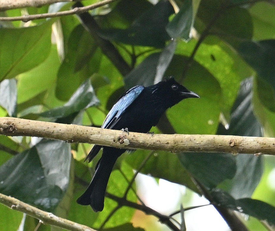 Short-tailed Drongo - ML640818927