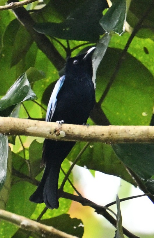Short-tailed Drongo - ML640818928