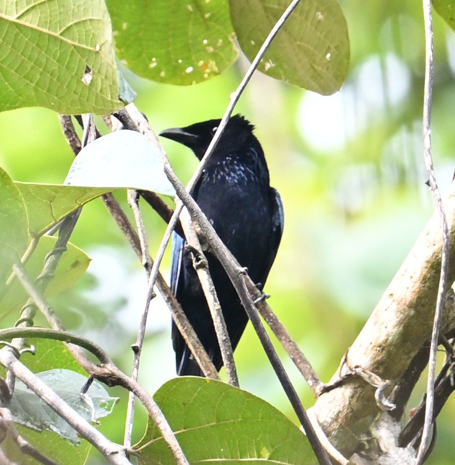 Short-tailed Drongo - ML640818933