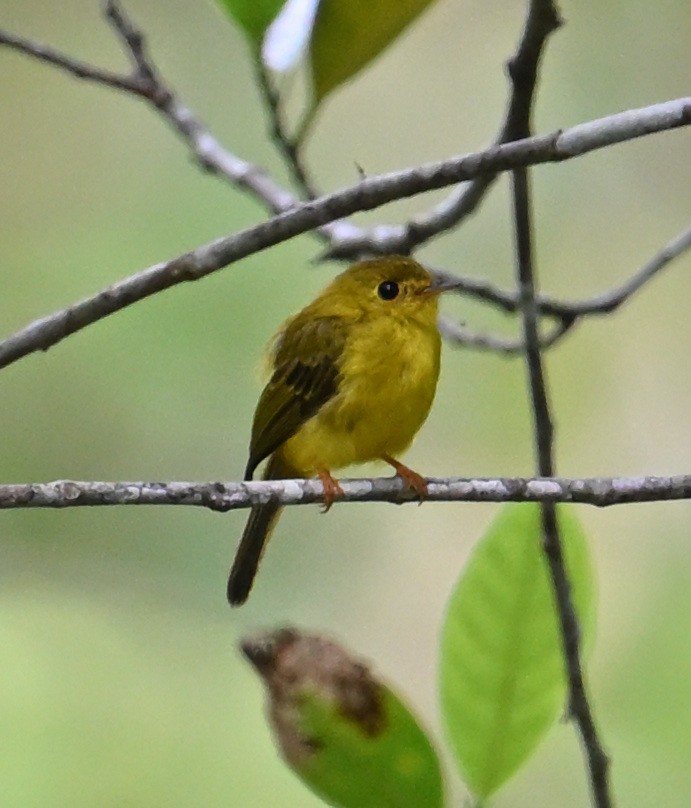 Citrine Canary-Flycatcher - ML640818938