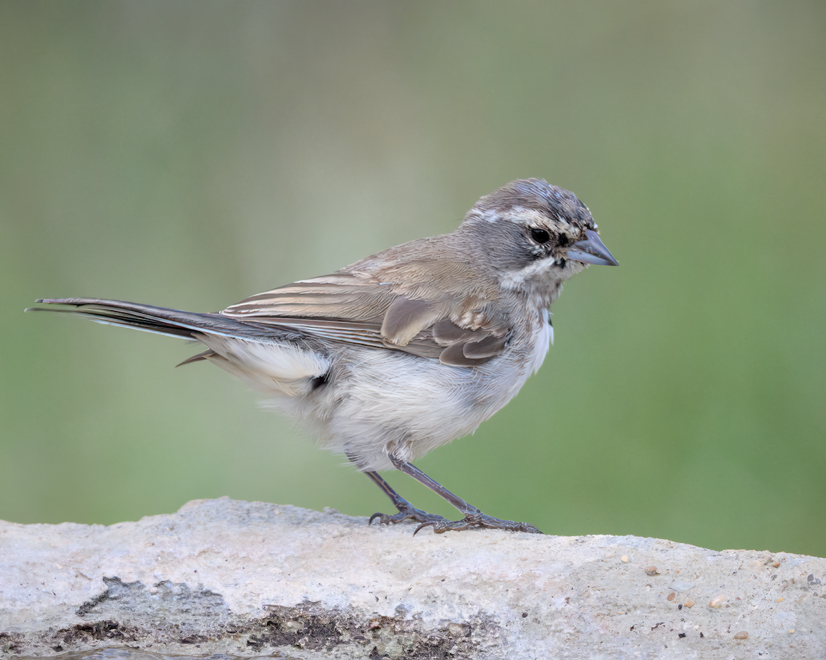 Black-throated Sparrow - ML640818953