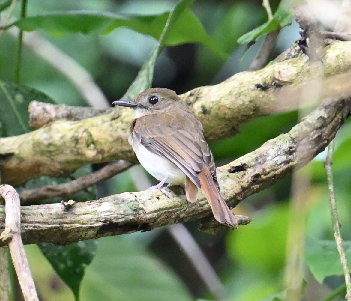 Philippine Jungle Flycatcher - ML640818959