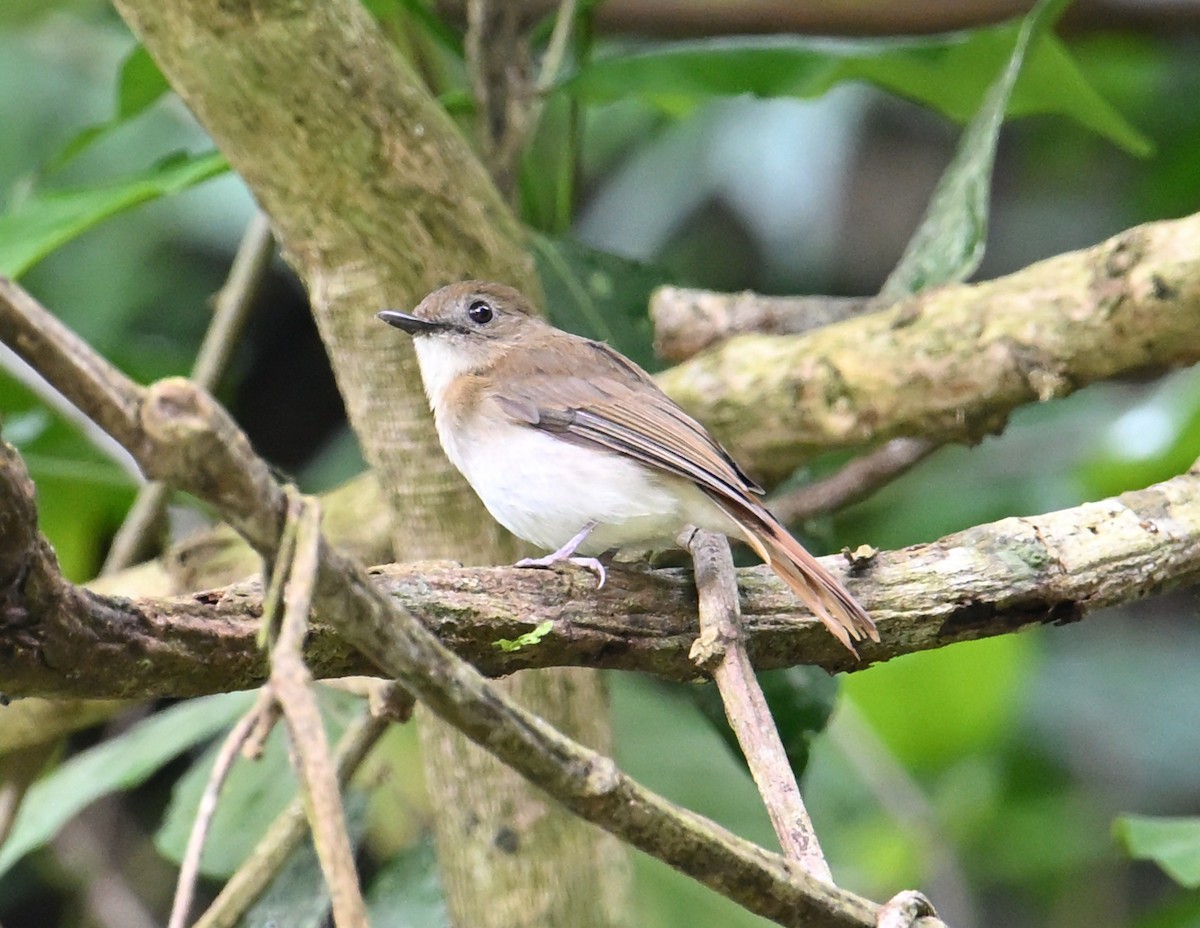 Philippine Jungle Flycatcher - ML640818960