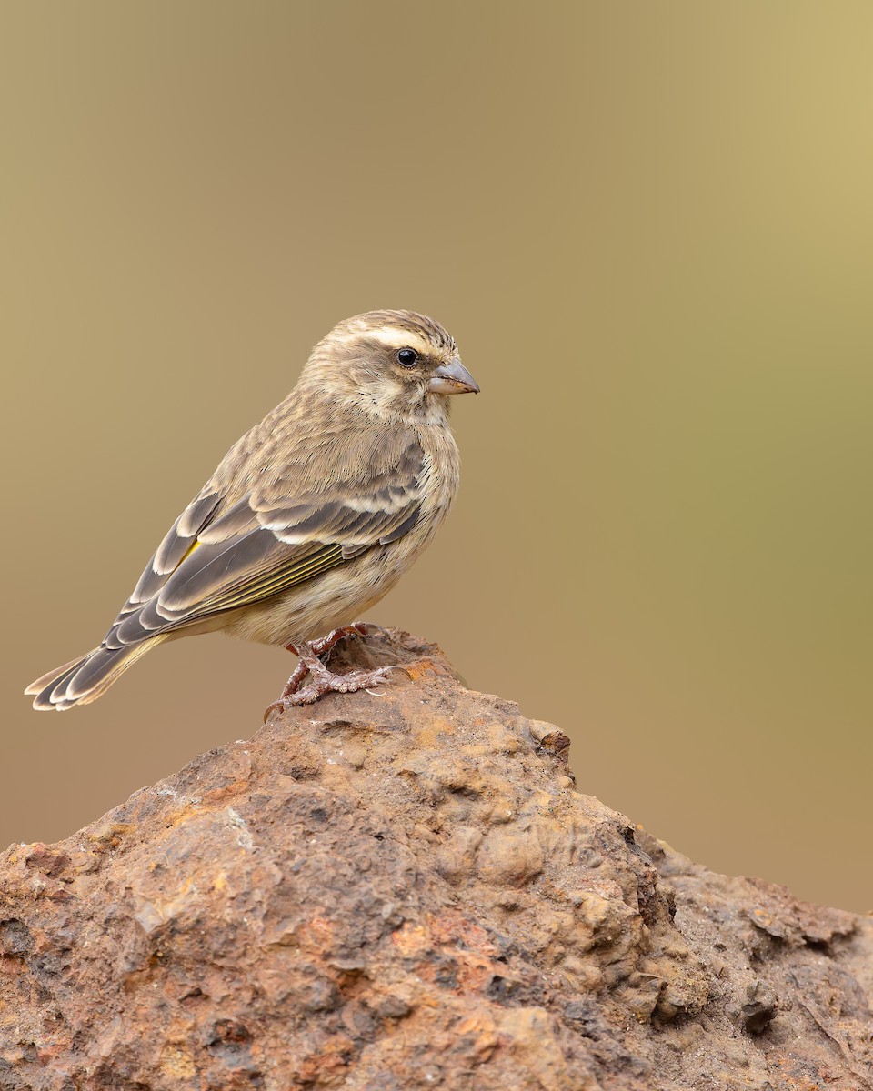 Reichenow's Seedeater - ML640818975