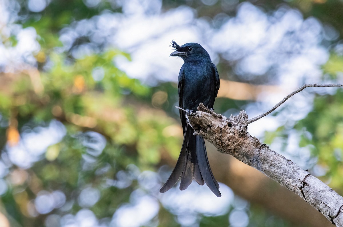 Madagaskardrongo - ML640818977