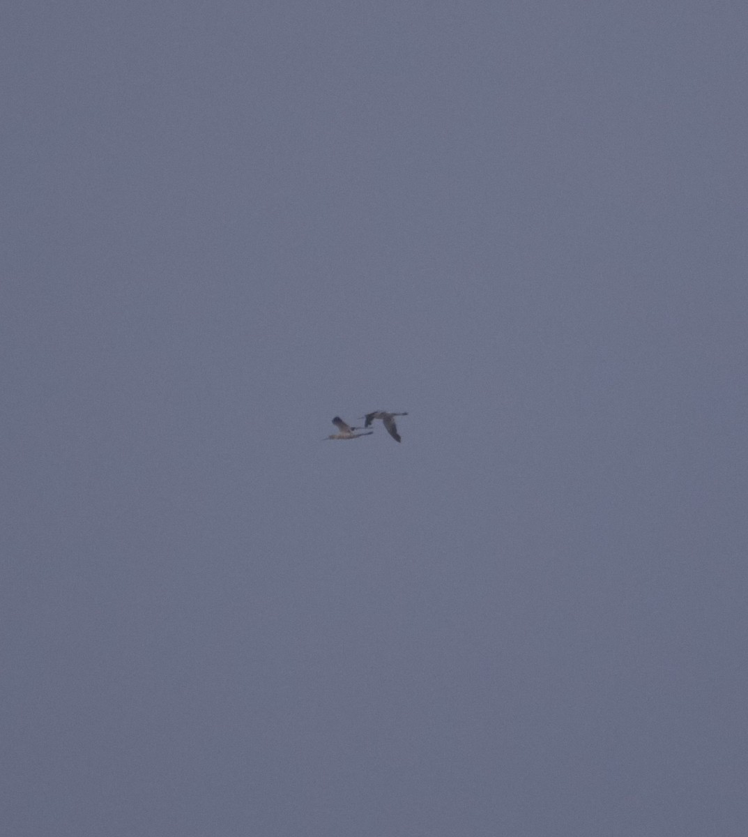 American Avocet - ML640819017