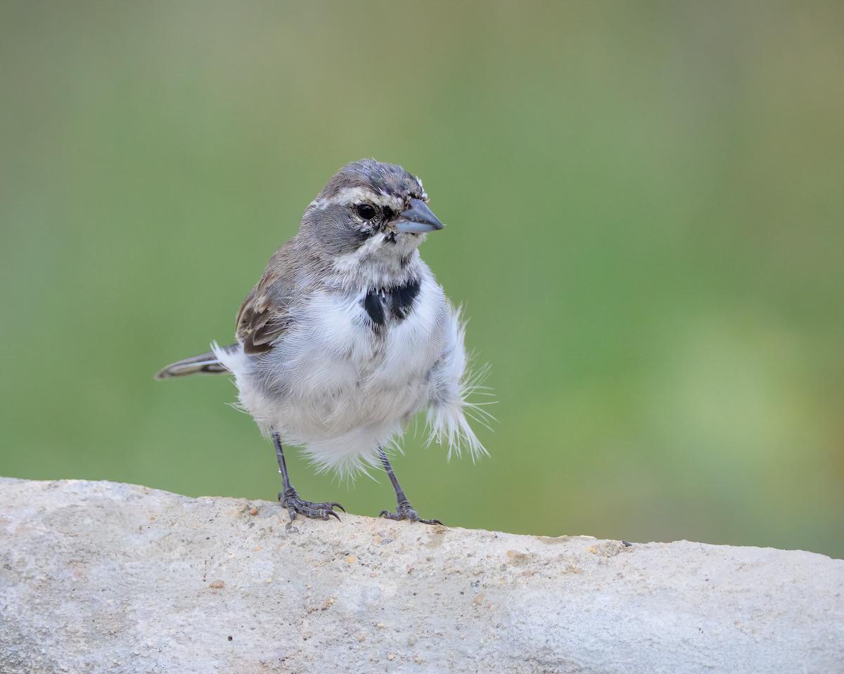 Black-throated Sparrow - ML640819091