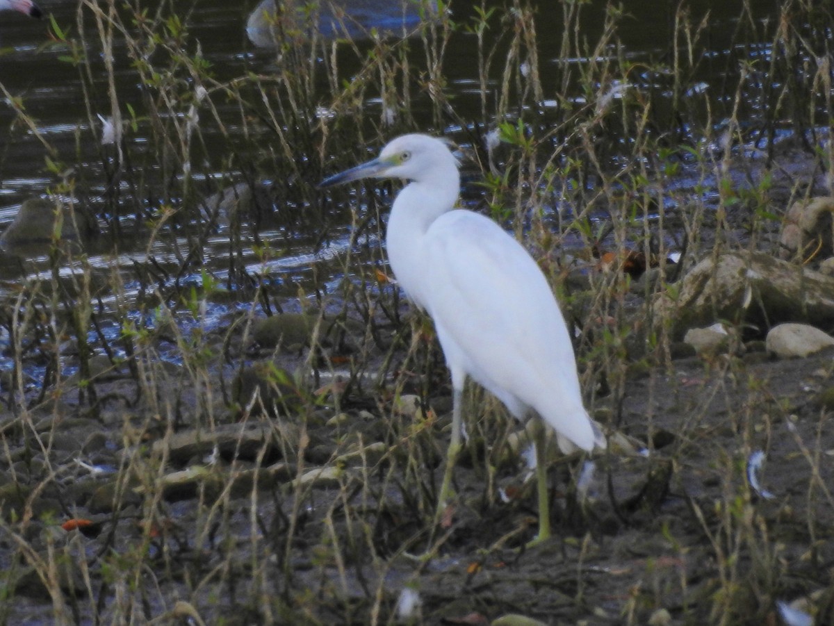 Little Blue Heron - ML640819124