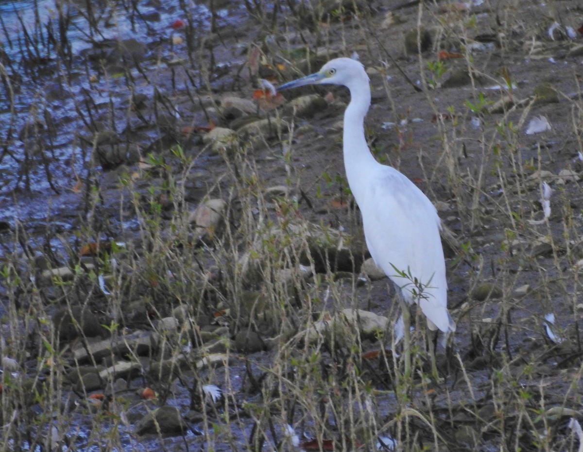 Little Blue Heron - ML640819125