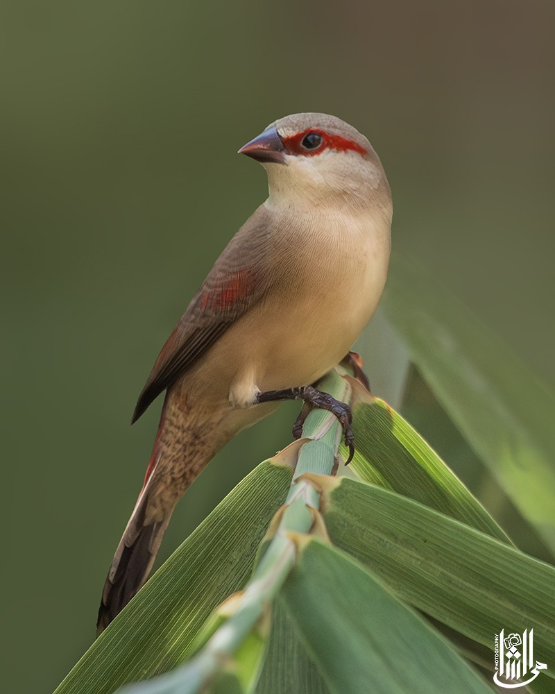 Crimson-rumped Waxbill - ML640819142