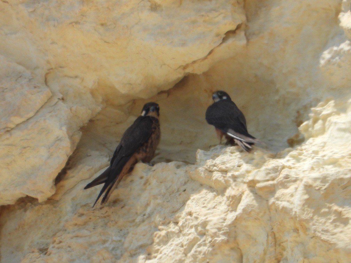 Eleonora's Falcon - ML640819144